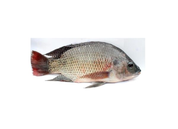 Tilapia